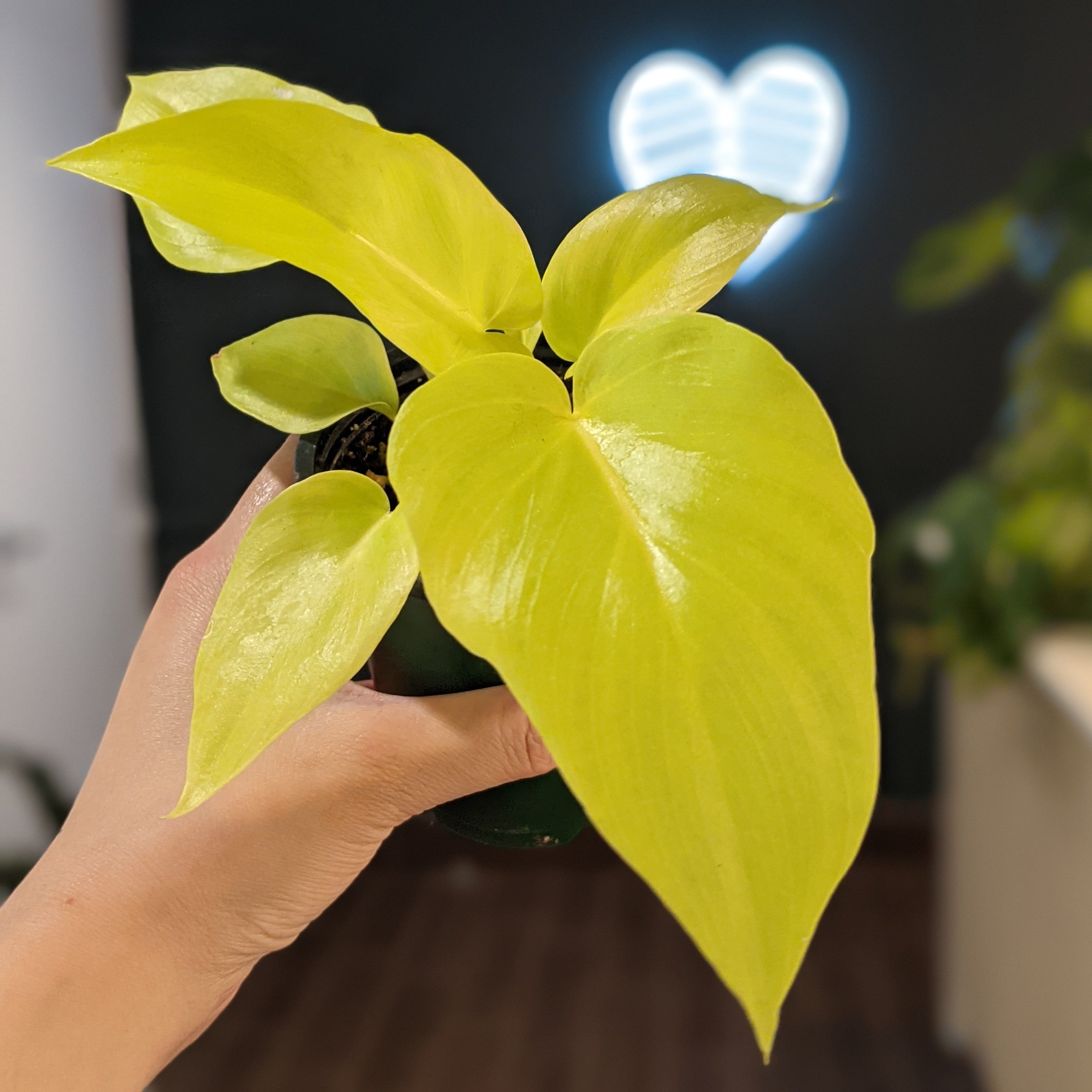 peace lily plant Peace Lily Plant main image 1