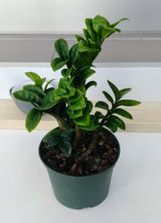photo of a zz plant compacta