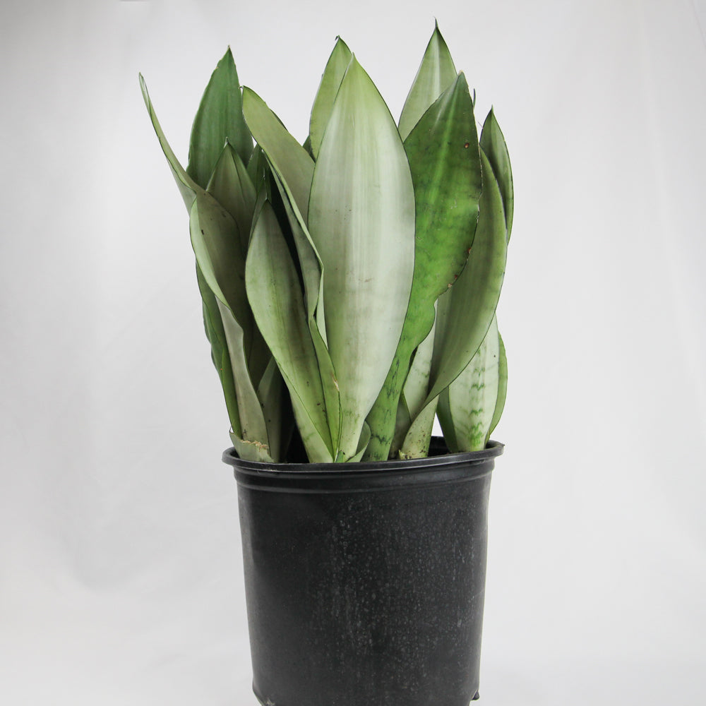 Sansevieria Moonshine - 10 inch pot | Montreal – Leaves House