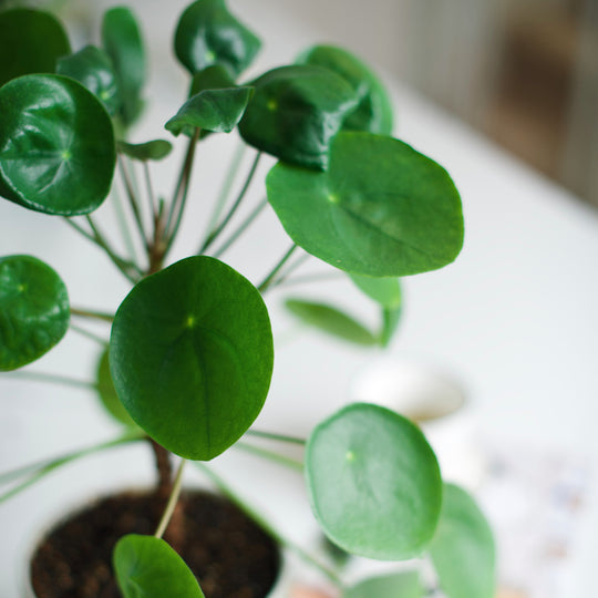 Chinese Money Plants: the Plants You Share with Friends