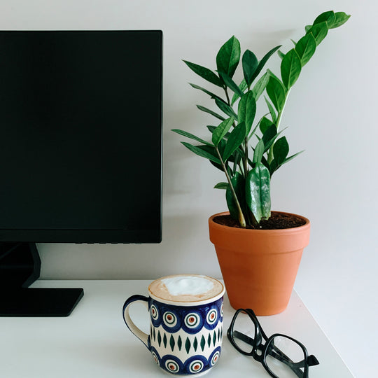 Low-Light Plants Perfect for any Office Space