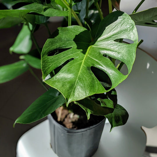 push button for monstera care