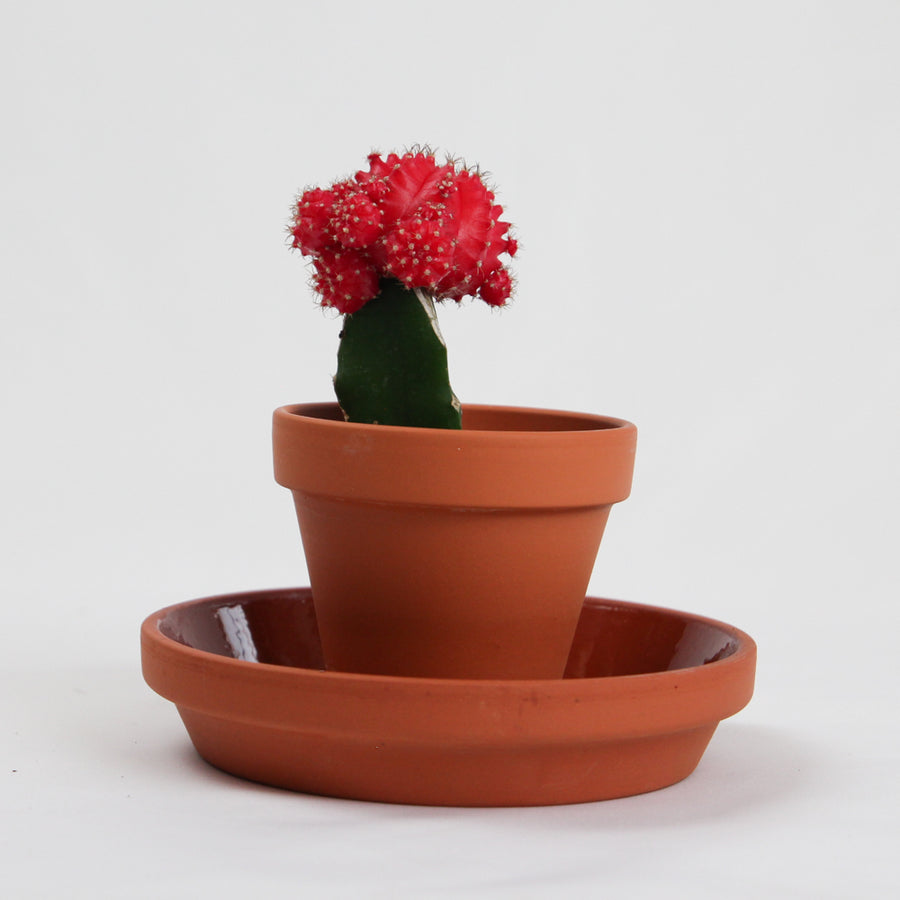 Moon Cactus Rose - Pot de 2.5 po