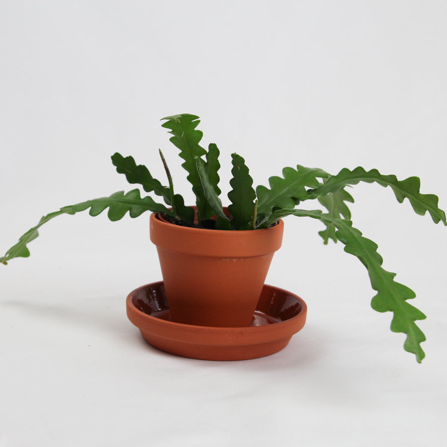 Fishbone Cactus - 4 inch pot
