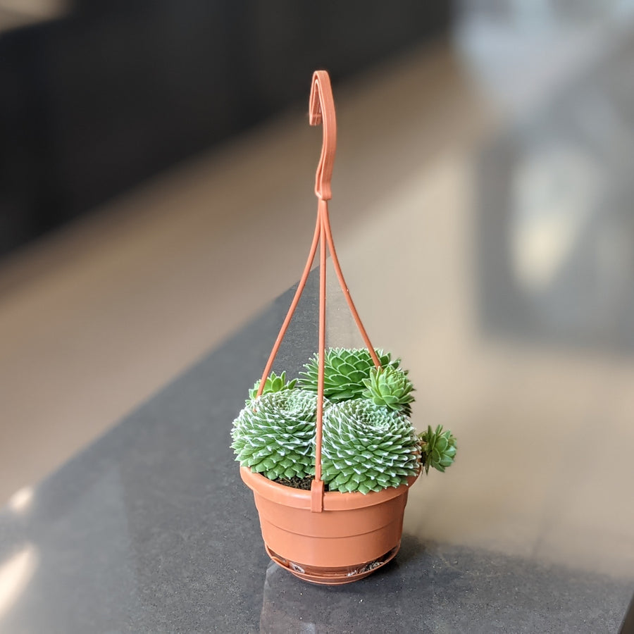 Succulente - 4.5 inch basket