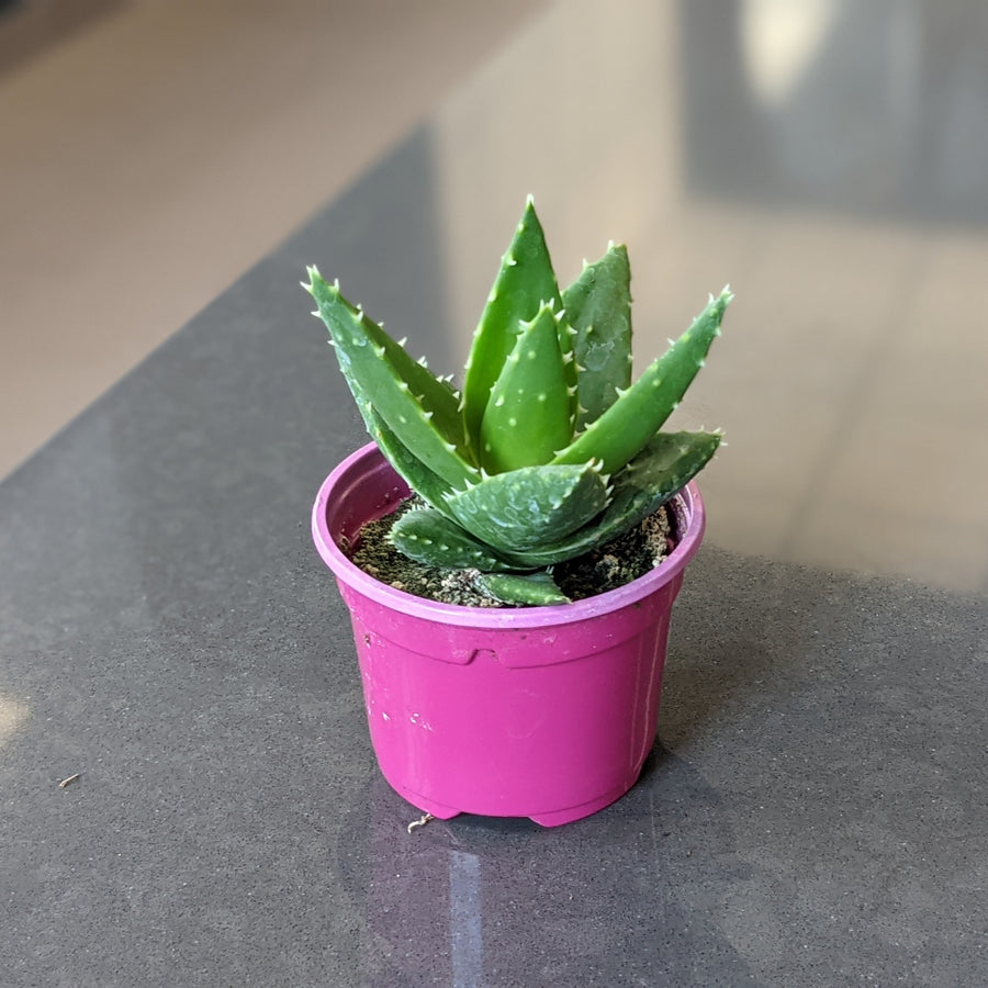 Succulente- 3.25 inch pot