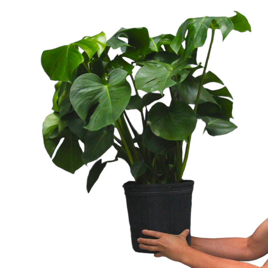 Philodendron Monstera Deliciosa - 10 inch pot