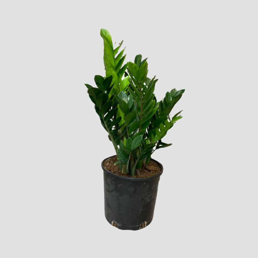 Zamioculcas Zamiifolia ZZ Plant - Pot de 10 po