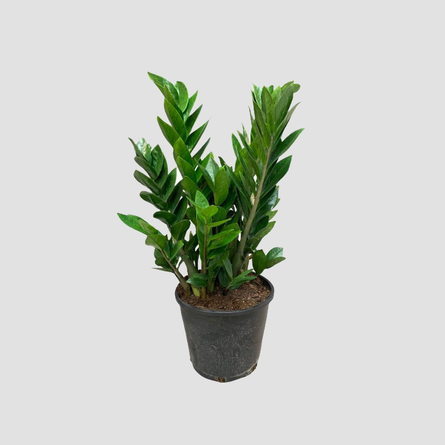 Zamioculcas Zamiifolia ZZ Plant - Pot de 8 po