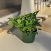 photo of fittonia 6 inch plant