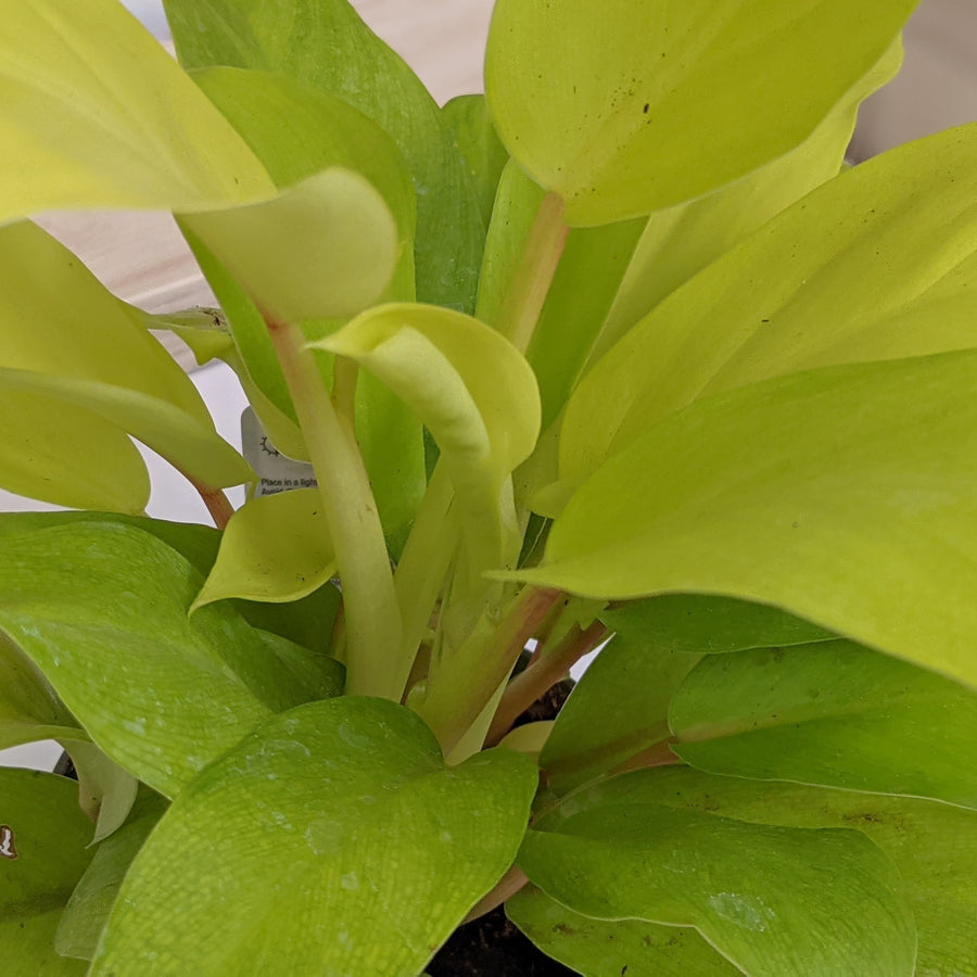 photo of lemon lime philodendron