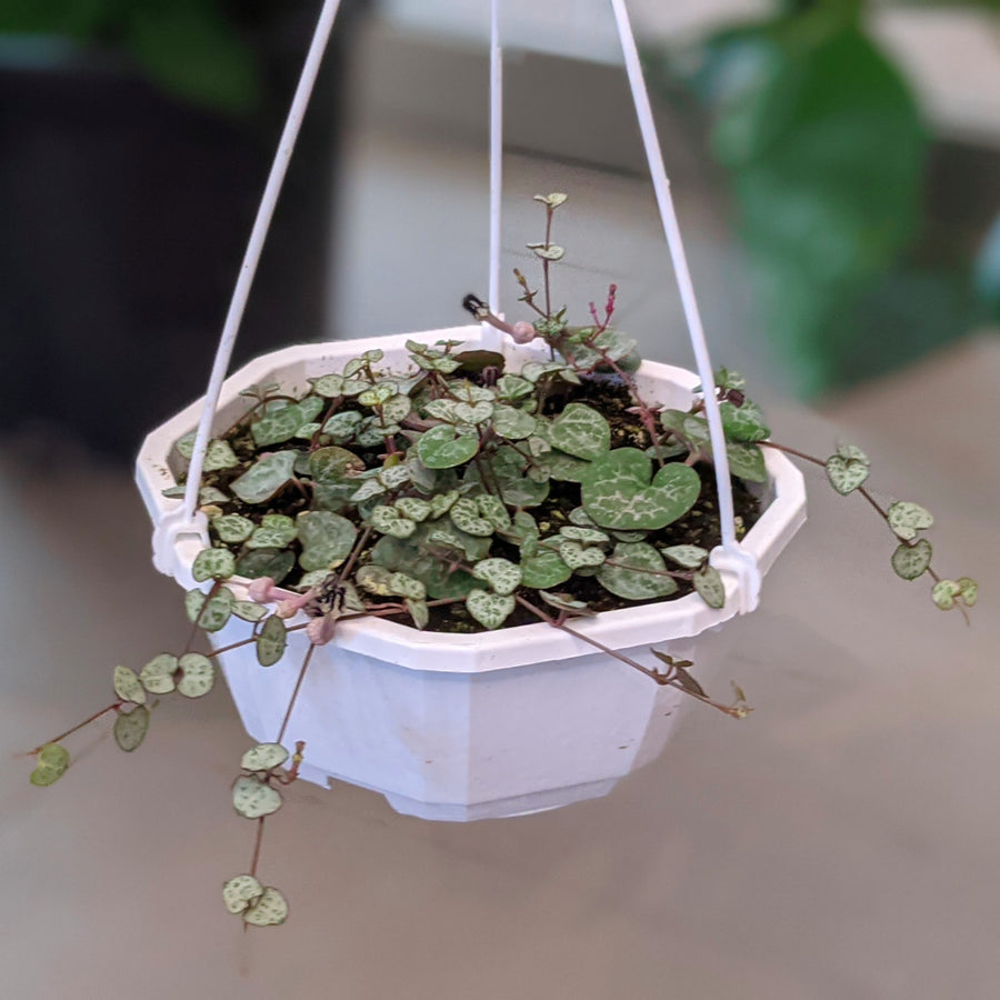 String of Hearts - 4.5 inch basket